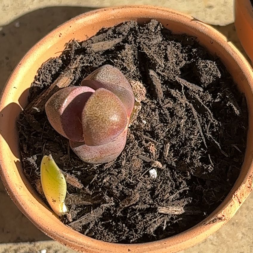 Photo of the plant species Royal Flush Split Rock by @TryBasil65 named Gomez on Greg, the plant care app