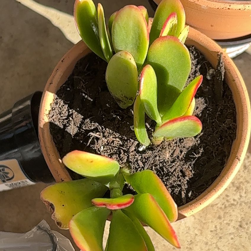 Photo of the plant species Golden Jade by @TryBasil65 named Nemo on Greg, the plant care app