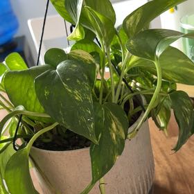 Photo of the plant species Devils Ivy by @LeadingCanna33 named Luna on Greg, the plant care app