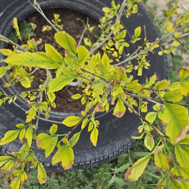 Photo of the plant species Oregon Ash by @LavishShyleaf40 named Robert Plant on Greg, the plant care app