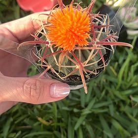Photo of the plant species Fire Barrel Cactus by @FitVaseyoak88 named Einstein on Greg, the plant care app