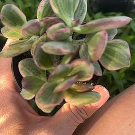 Photo of the plant species Crassula Obliqua by @FitVaseyoak88 named Tupot amaroot on Greg, the plant care app