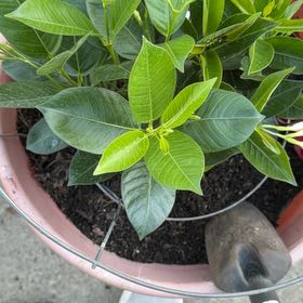 Photo of the plant species Dipladenia 'Rio' by @ComicalBibi5 named McKinley on Greg, the plant care app