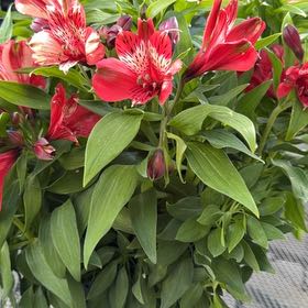 Photo of the plant species Peruvian-Lily by @ComicalBibi5 named Lilivaniay on Greg, the plant care app