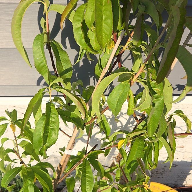 Photo of the plant species Peach Tree by @KeyCowbane42 named Gaga on Greg, the plant care app