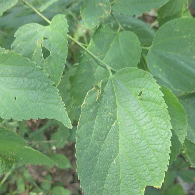 Photo of the plant species Western Hackberry by @KeyCowbane42 named Bella on Greg, the plant care app
