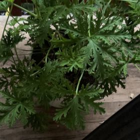 Photo of the plant species Citronella (anti-mosquito plant) by @SlickNiaouli74 named Sir Plancelot on Greg, the plant care app