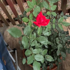 Photo of the plant species Knock Out Roses by @SlickNiaouli74 named Beyonce on Greg, the plant care app