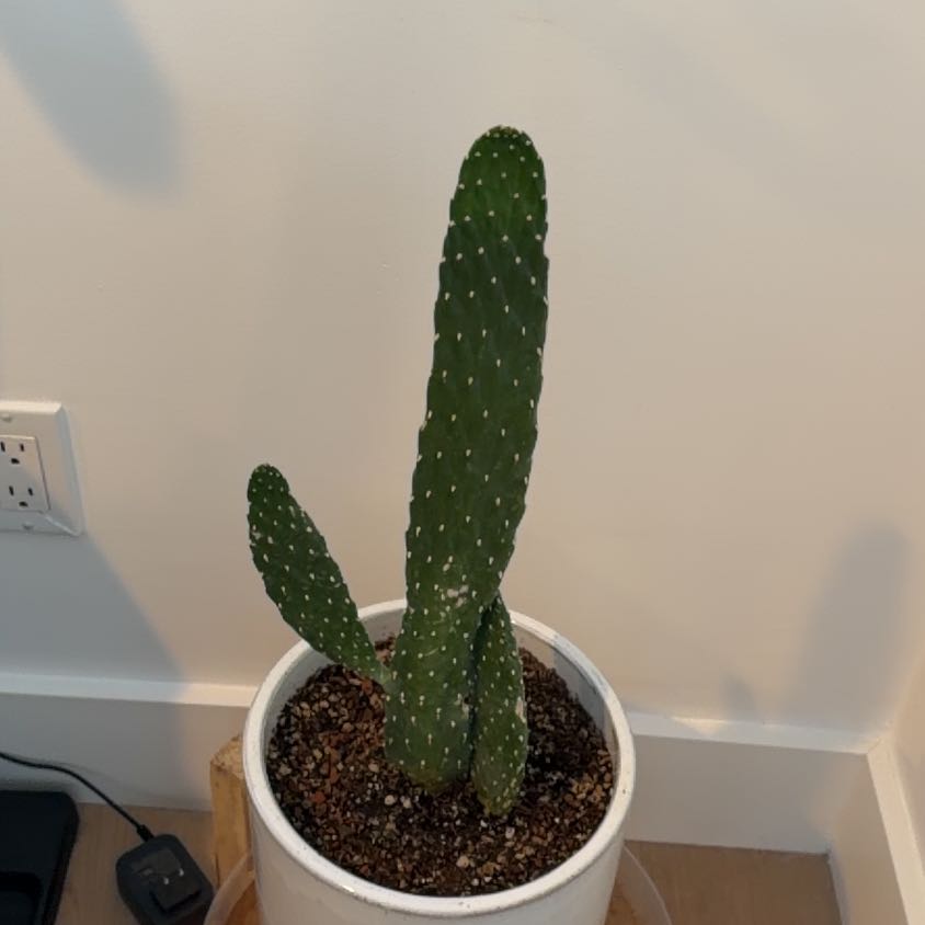 Photo of the plant species Woolyjoint Prickly Pear by @BigNoognug72 named Marilyn on Greg, the plant care app