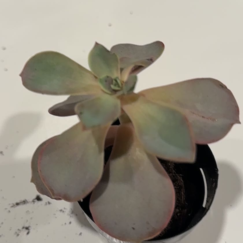 Photo of the plant species Echeveria Red Skye by @HeroCactus69 named Kesha on Greg, the plant care app