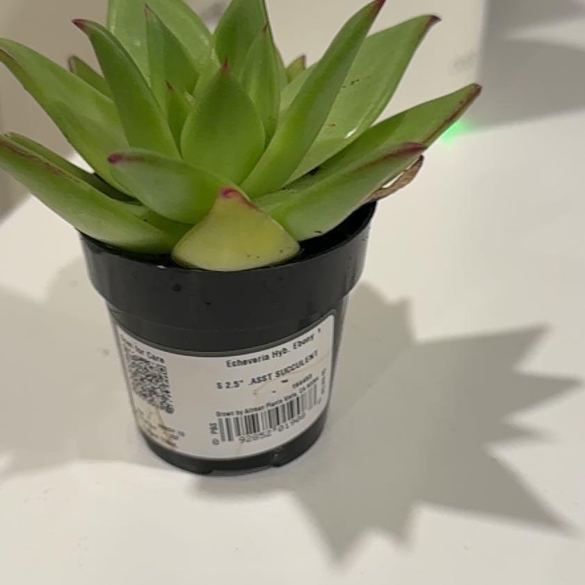 Photo of the plant species Echeveria Ebony by @HeroCactus69 named Ulysses S Plant on Greg, the plant care app