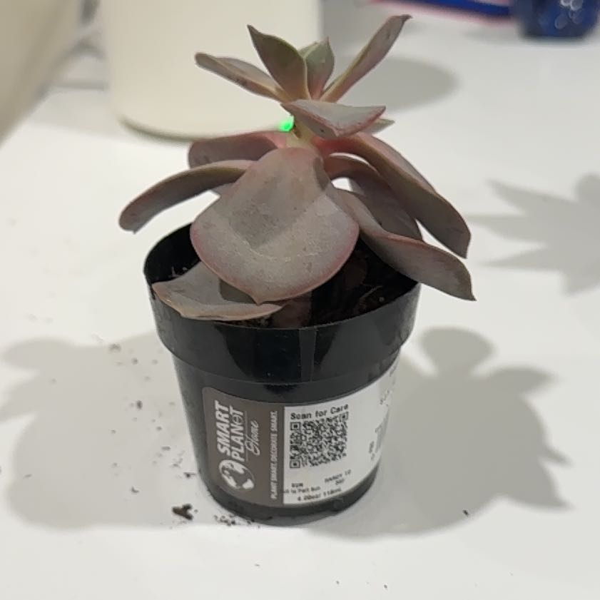 Photo of the plant species Echeveria Red Skye by @HeroCactus69 named Pax on Greg, the plant care app