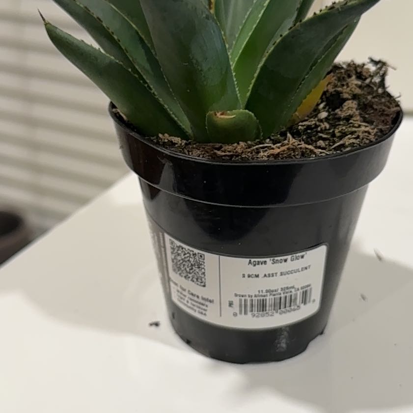 Photo of the plant species Agave 'Snow Glow' by @HeroCactus69 named Lebron on Greg, the plant care app
