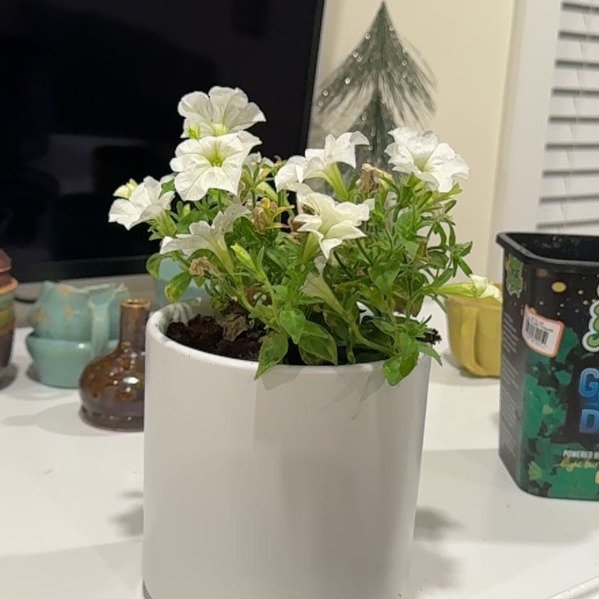 Photo of the plant species Bioluminescent Firefly Petunia by @HeroCactus69 named Miley on Greg, the plant care app