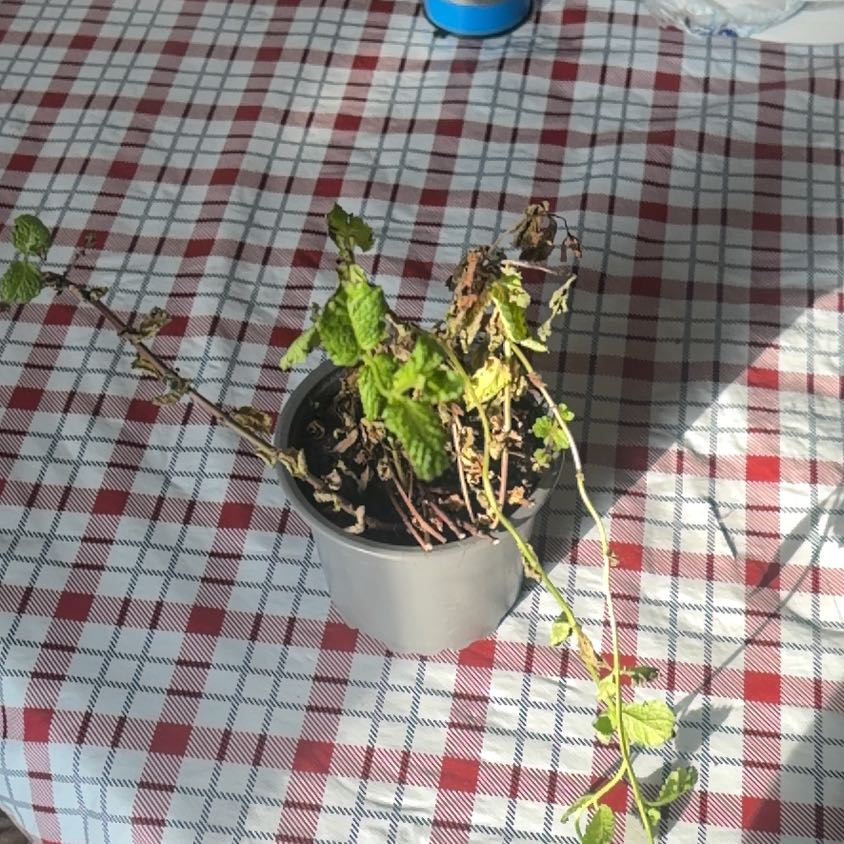 Photo of the plant species Lemon Balm by @ImmenseBlinks88 named Bella on Greg, the plant care app