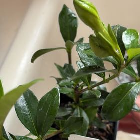 Photo of the plant species Kleim's Hardy Gardenia by @HandyApple94 named Robert Plant on Greg, the plant care app
