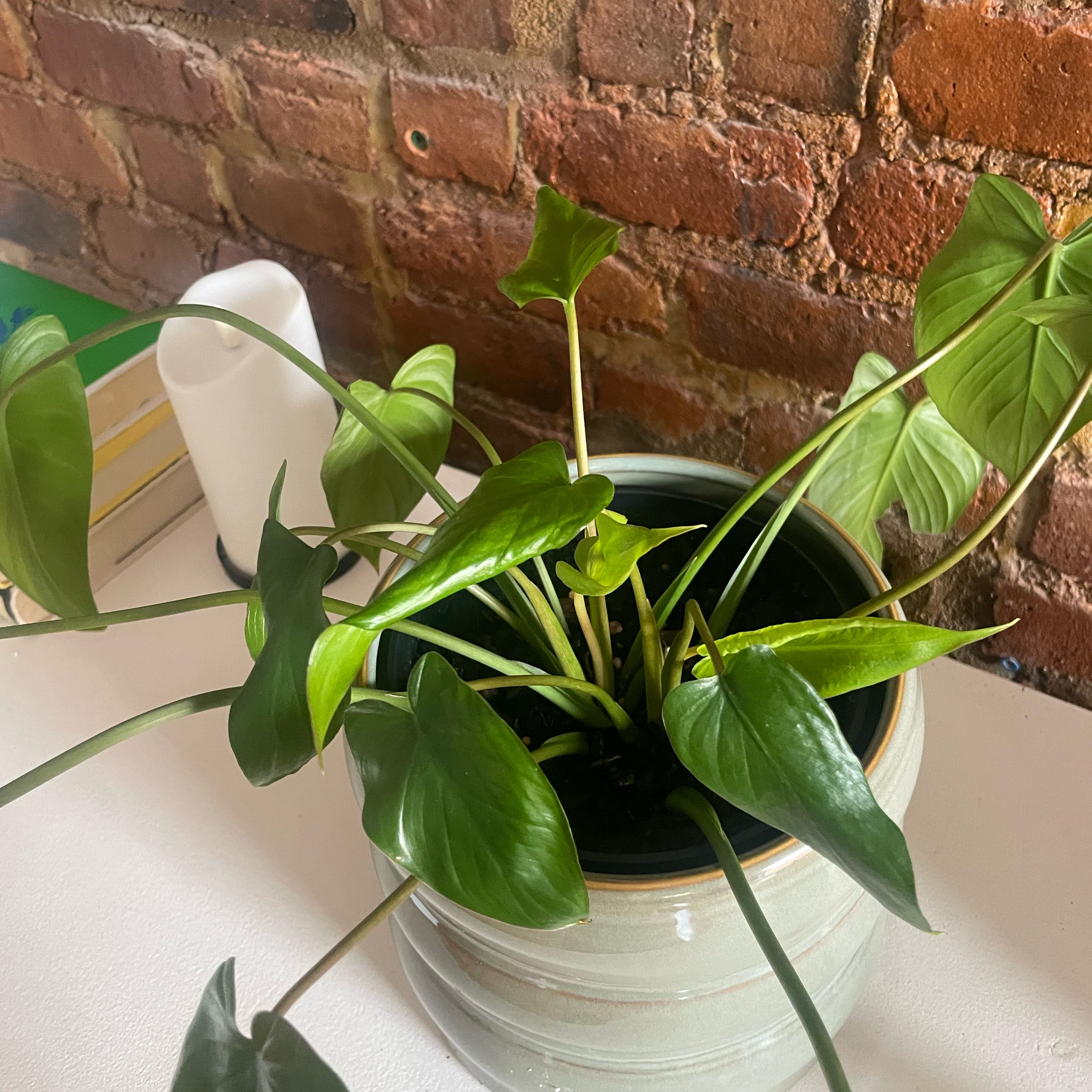 Photo of the plant species sunshine gem by @NewBlueoak40 named Darwin on Greg, the plant care app