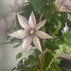 Photo of the plant species Purple Clematis by @SwellLoquat91 named Bruce Lee on Greg, the plant care app