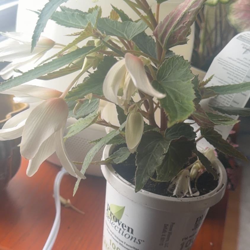 Photo of the plant species Begonia boliviensis by @SwellLoquat91 named Sage on Greg, the plant care app