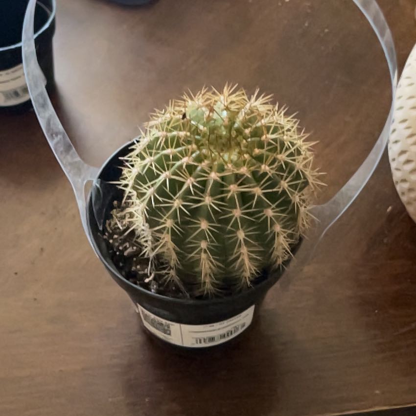 Photo of the plant species Torch Cactus by @ZarfAmethius24 named Khaleesi on Greg, the plant care app