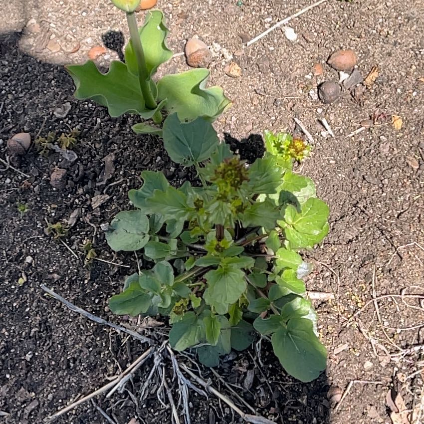 Photo of the plant species Garden Yellow Rocket by @AngelMakura8 named Bigleef Smalls on Greg, the plant care app