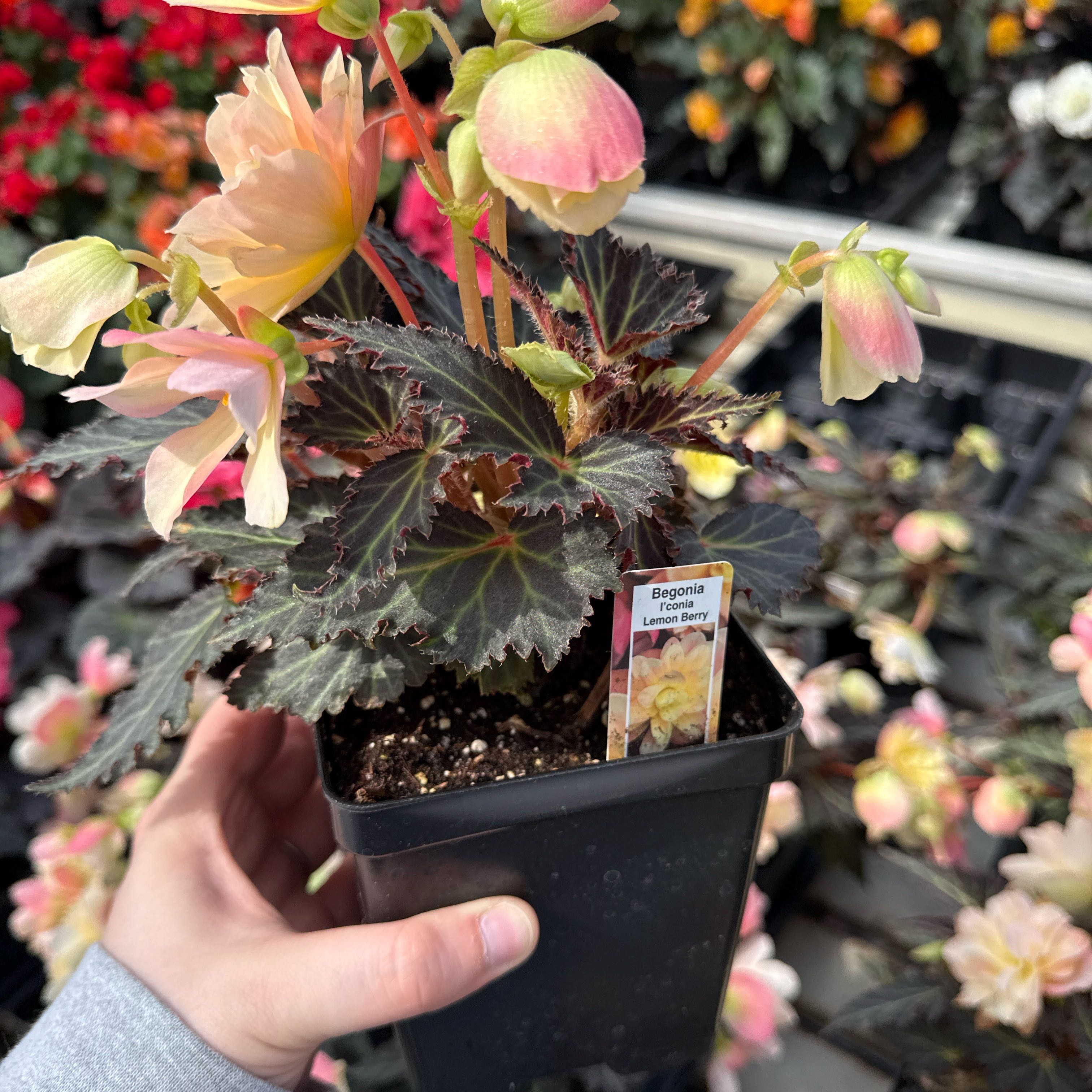 Photo of the plant species Amstel Carnival Begonia by @Saraeli named Pixie on Greg, the plant care app
