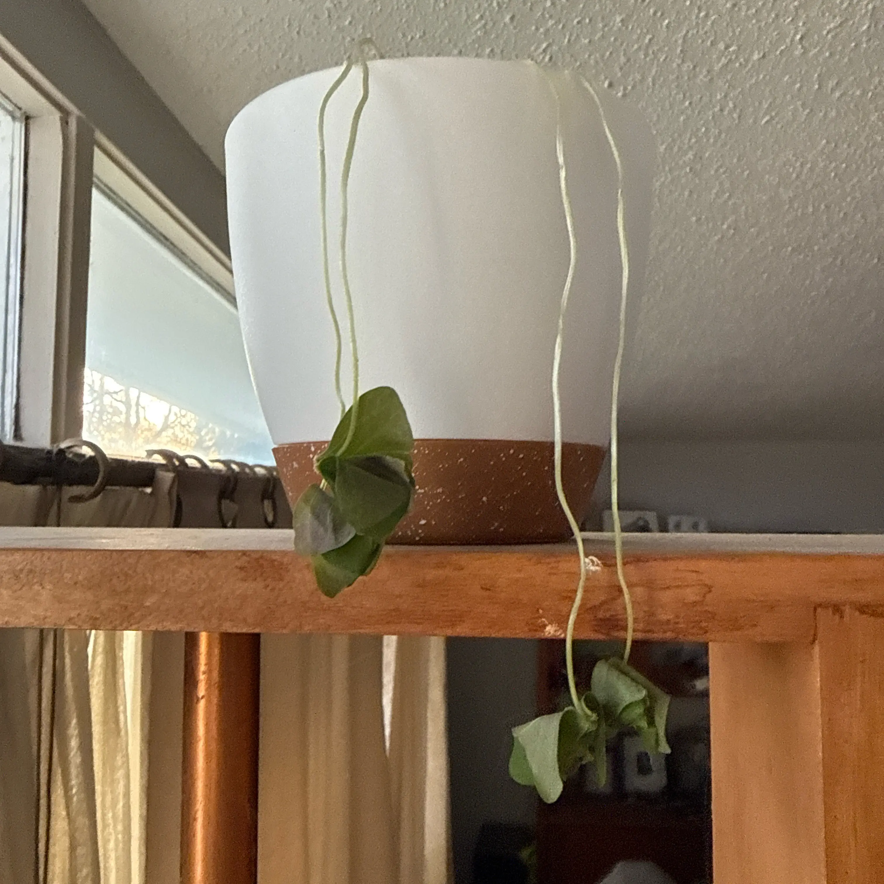 Photo of the plant species Green Shamrock by @Saraeli named Ophelia on Greg, the plant care app