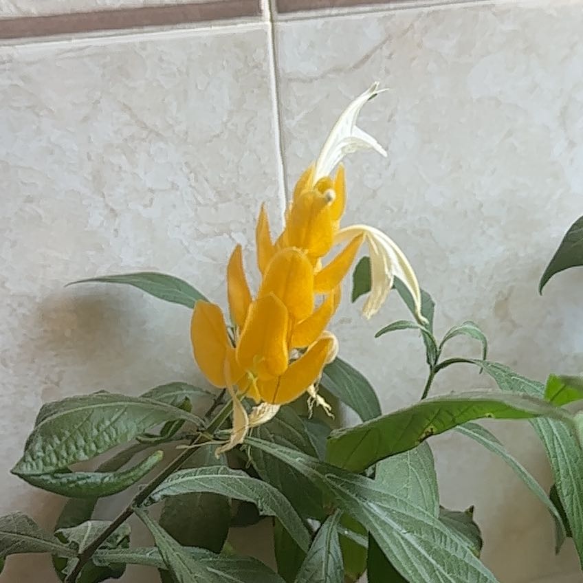 Photo of the plant species Lollipop Plant by @SpotonCardoon43 named Messi on Greg, the plant care app