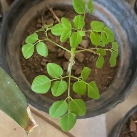 Photo of the plant species Mexican Bay Leaf by @SpotonCardoon43 named Denali on Greg, the plant care app