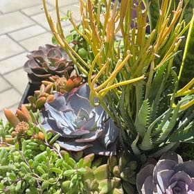 Photo of the plant species Succulent Garden by @KeenGinger61 named Mochi on Greg, the plant care app