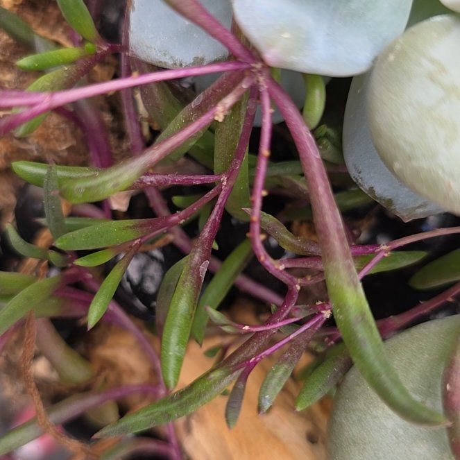 Photo of the plant species ruby necklace by @FreeRedbush47 named Sigmund on Greg, the plant care app
