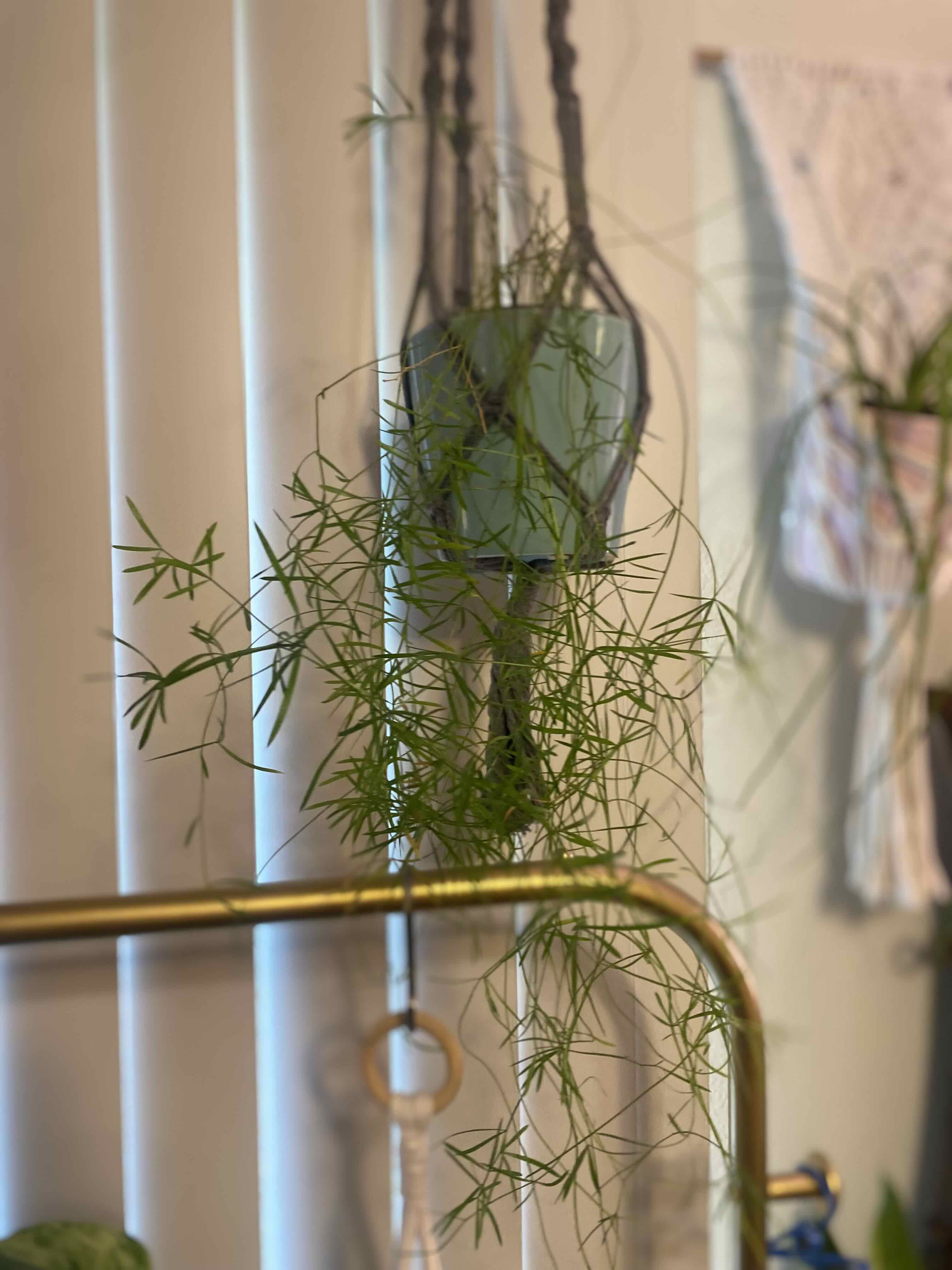 Healthy, lush Plume Asparagus plant with thin green leaves growing in a hanging basket indoors.