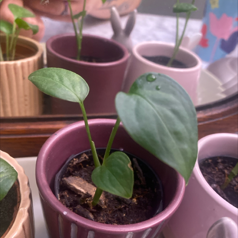 Cebu Blue Pothos plant in a purple pot with healthy green leaves.