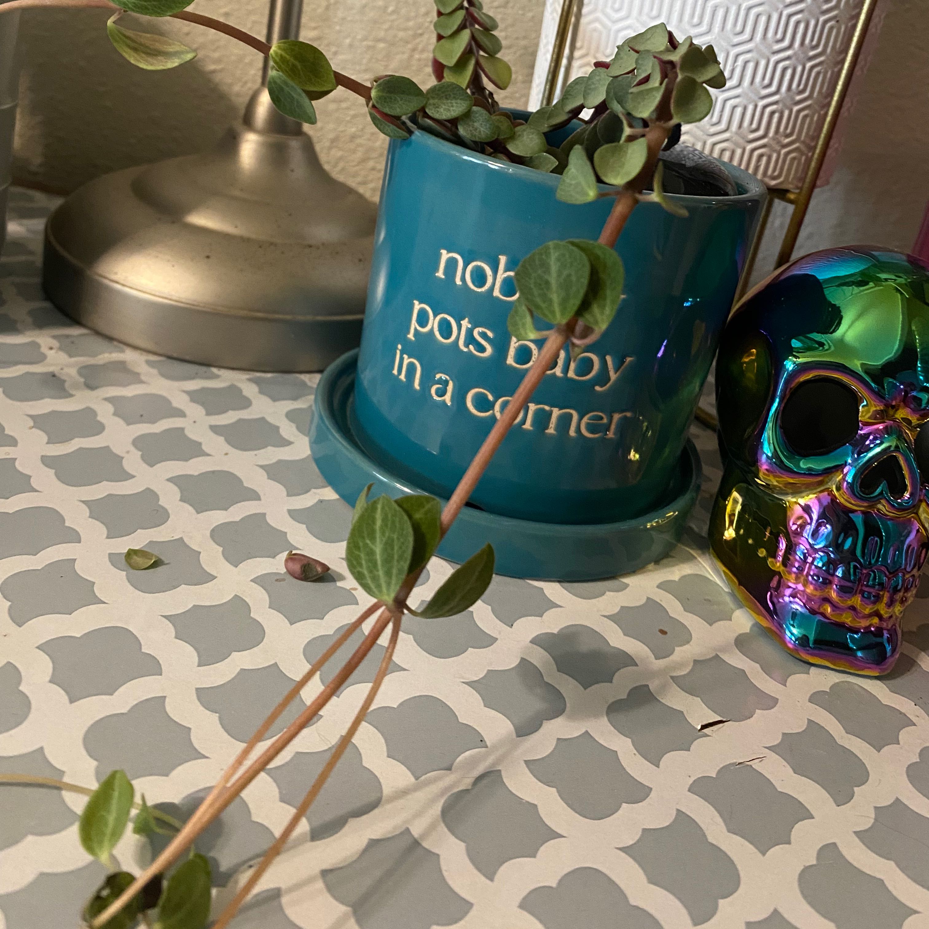 Healthy vining Peperomia plant in teal pot with gold lettering and decorative skull. Vibrant green round leaves, no visible issues.