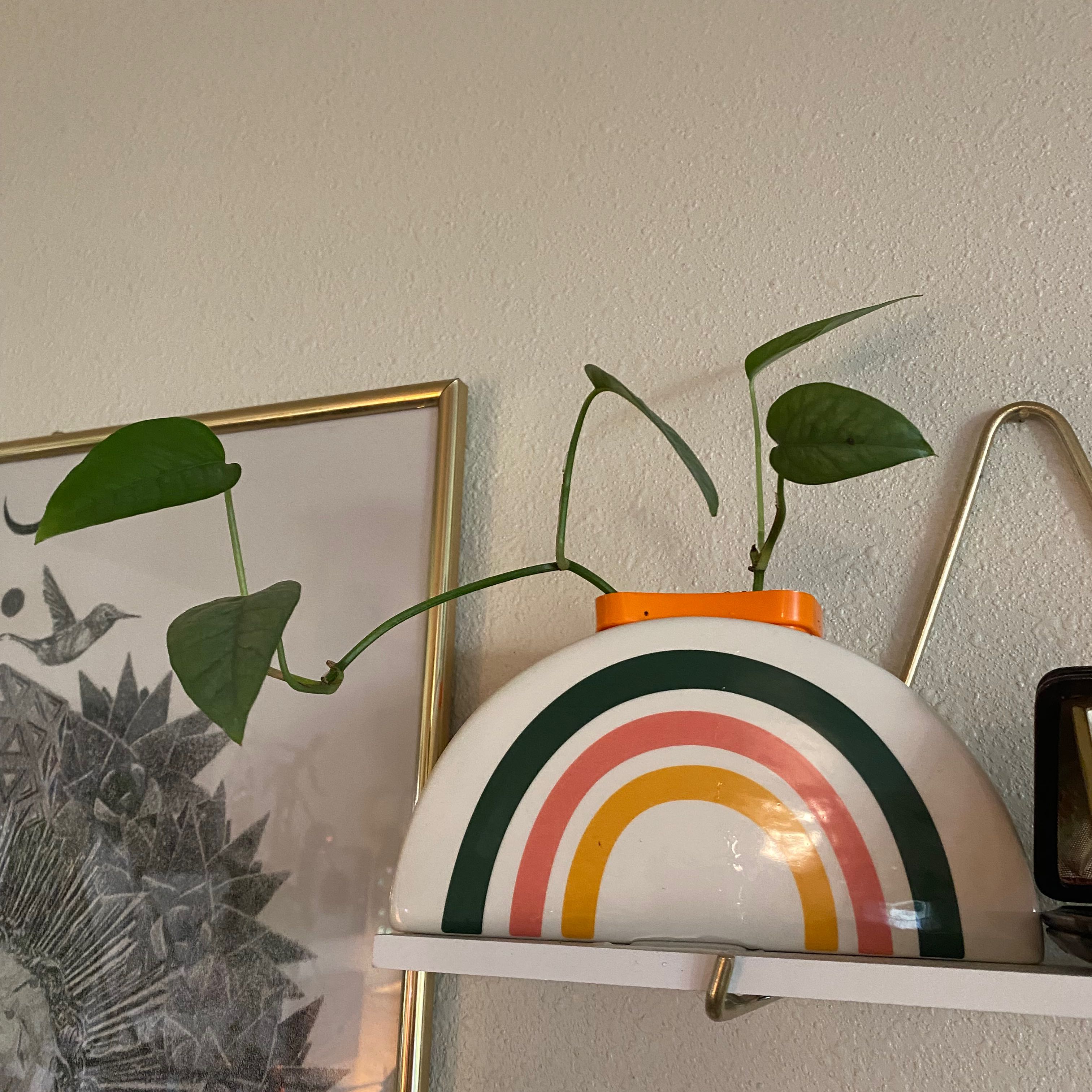 Cebu Blue Pothos plant in a decorative pot on a shelf, with healthy green leaves.