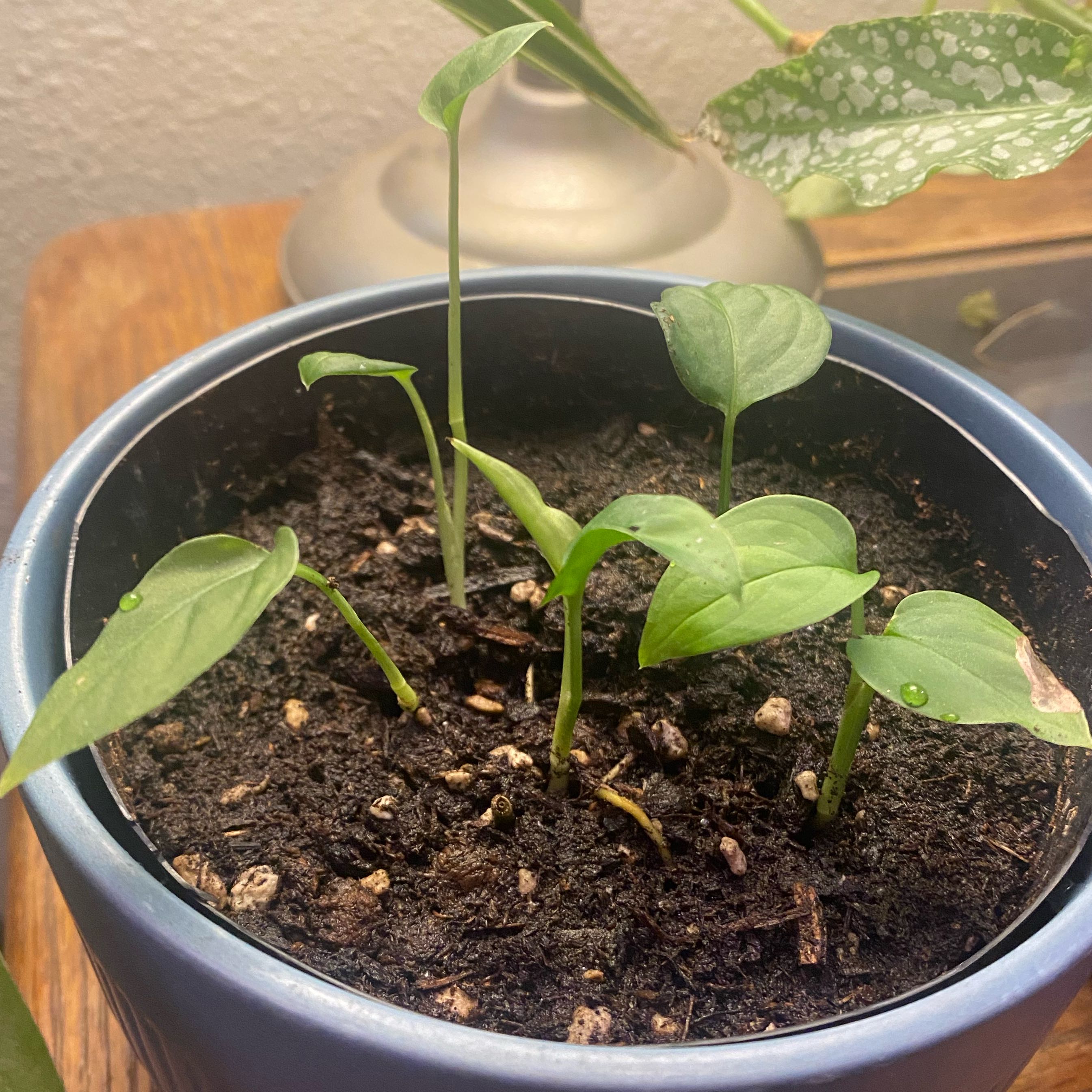 Young Cebu Blue Pothos plant in a blue pot with healthy green leaves and visible soil.