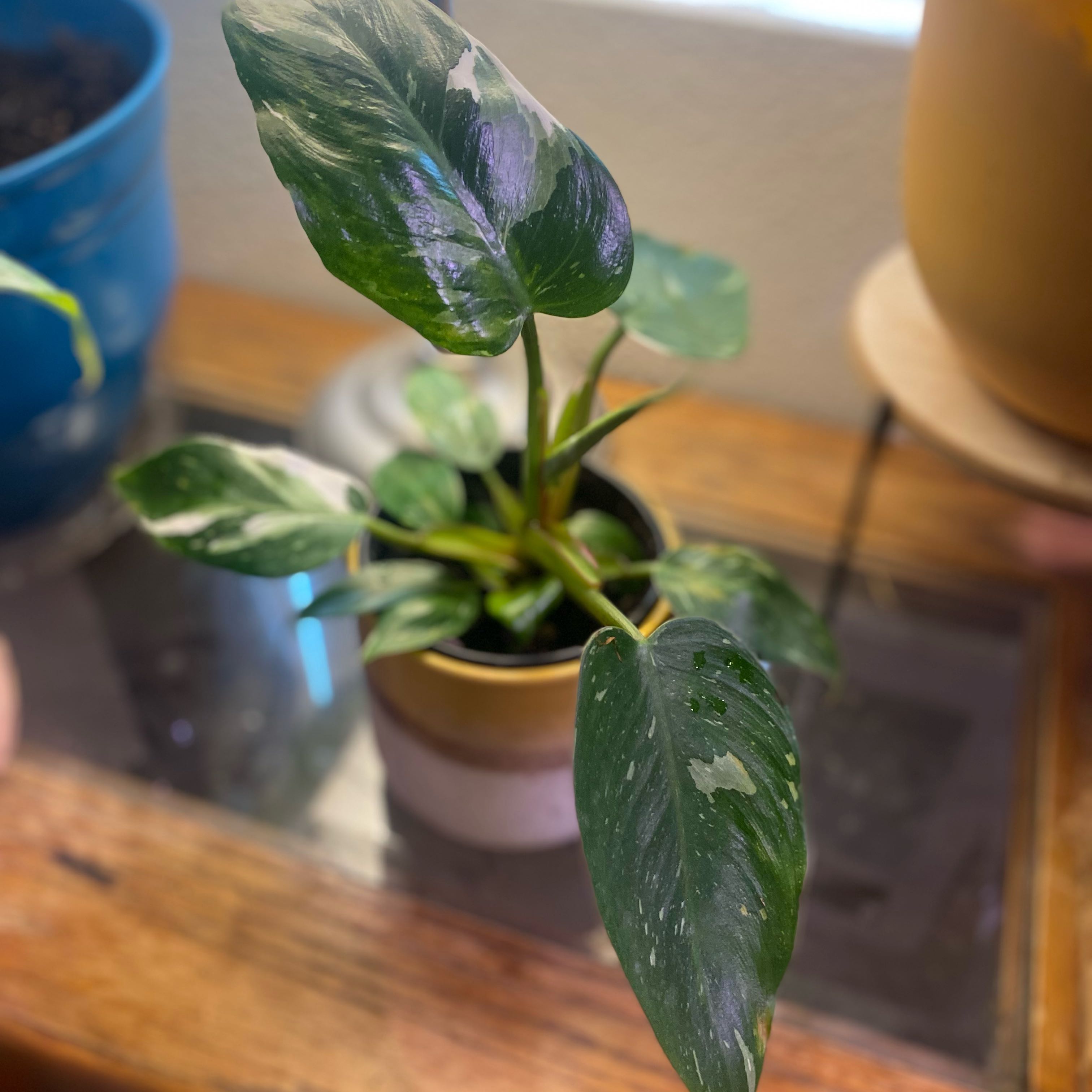 Philodendron 'White Princess' plant in a pot with variegated leaves.
