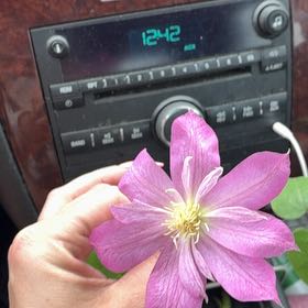 Photo of the plant species Italian Leather Flower by @PrizeIndianplum named Emerson on Greg, the plant care app