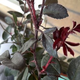 Photo of the plant species Redleaf Rose by @KeyBogmyrtle33 named Sir Plancelot on Greg, the plant care app