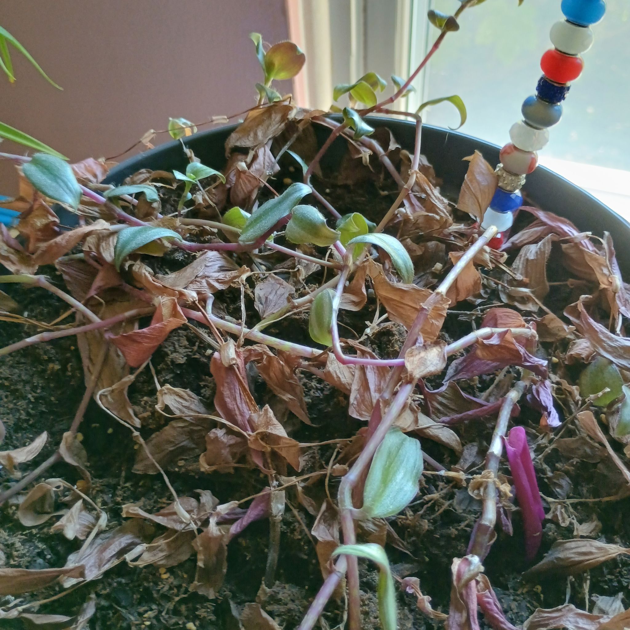 Photo of the plant species Wandering Jew by @WelsomeViolet76 named Tupot amaroot on Greg, the plant care app