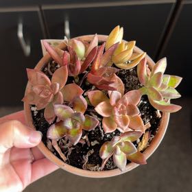 Photo of the plant species succulent by @GemBluesedge76 named Sproutacus on Greg, the plant care app