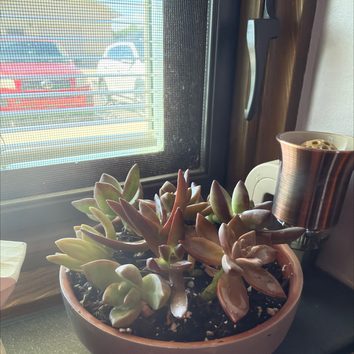 Photo of the plant species succulent by @GemBluesedge76 named Sproutacus on Greg, the plant care app