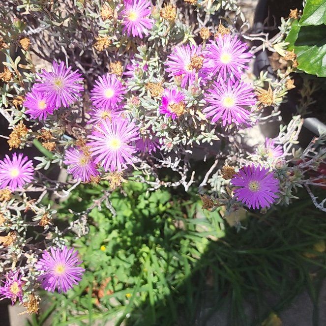 Photo of the plant species Drosanthemum Floribundum by @QualityPhlox7 named Peter Parker on Greg, the plant care app