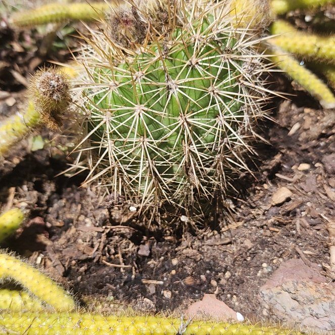 Photo of the plant species Scarlet Hedgehog Cactus by @QualityPhlox7 named Gomez on Greg, the plant care app