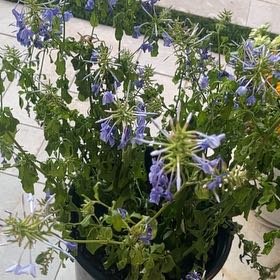 Photo of the plant species Blue Plumbago by @HighestPeanut10 named Michelle Branch on Greg, the plant care app