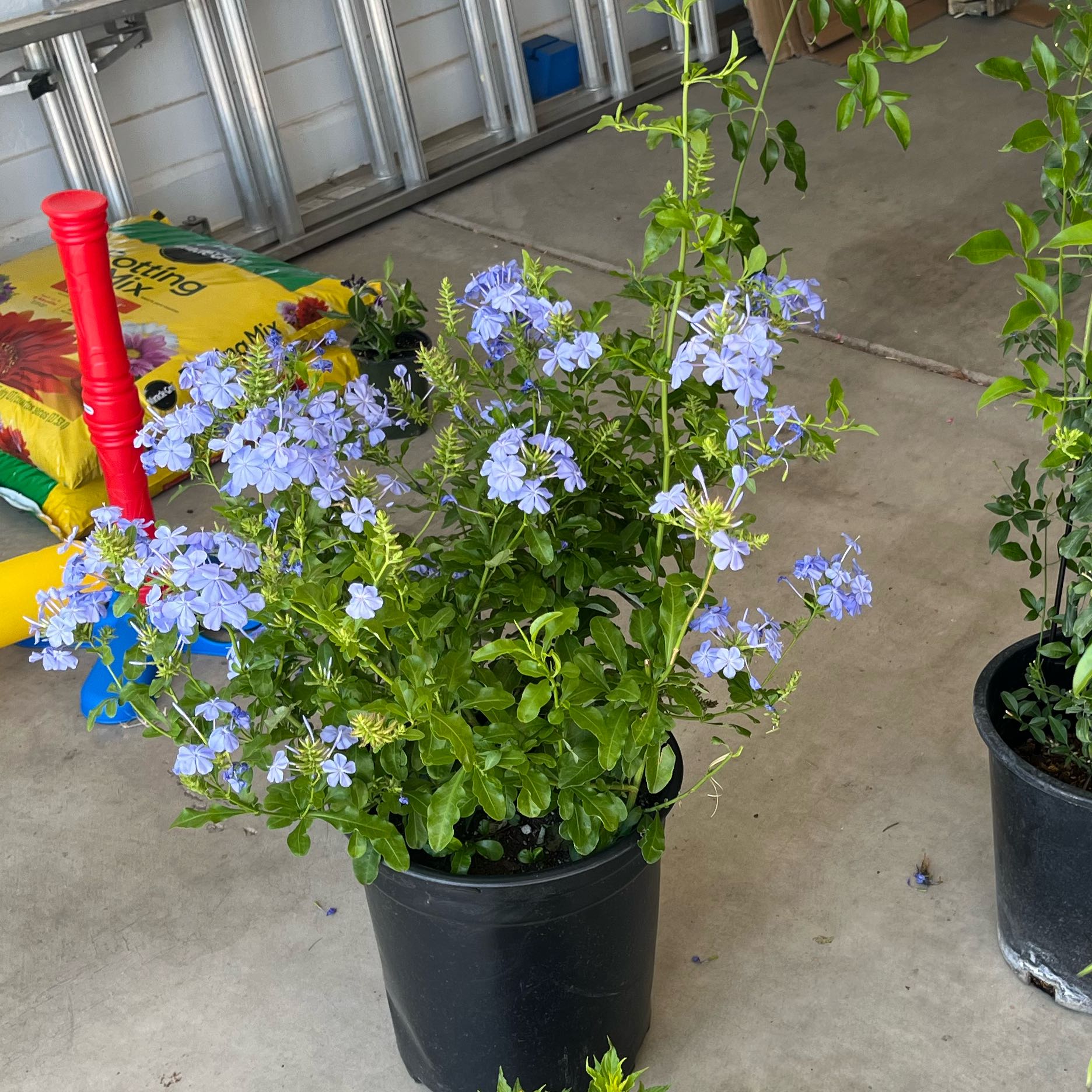 Photo of the plant species Blue Plumbago by @HighestPeanut10 named Sahara on Greg, the plant care app