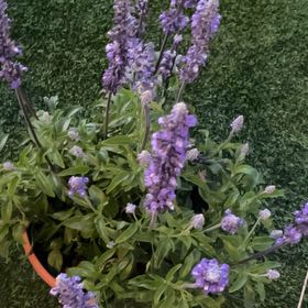 Photo of the plant species Mealycup Sage by @HighestPeanut10 named Stella on Greg, the plant care app