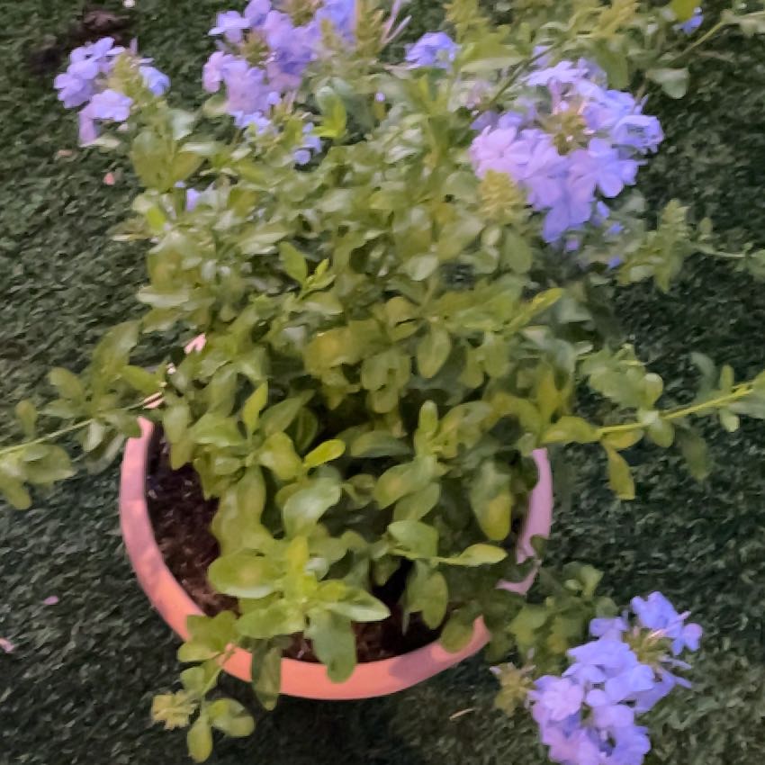 Photo of the plant species Blue Plumbago by @HighestPeanut10 named Zion on Greg, the plant care app