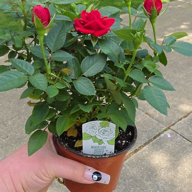 Photo of the plant species Miniature Kordana Rose by @NoblyOakmoss33 named Stella on Greg, the plant care app