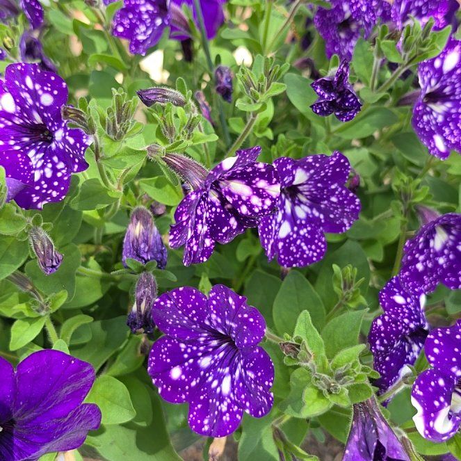 Photo of the plant species Petunia 'NightSky' by @NoblyOakmoss33 named Demi on Greg, the plant care app